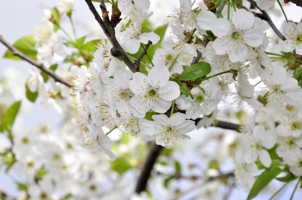 Kiraz ağaçlarının çiçek açması — Stok fotoğraf