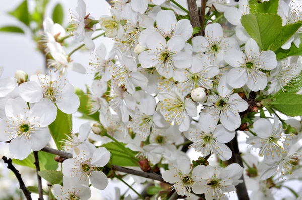 Kiraz ağaçlarının çiçek açması — Stok fotoğraf