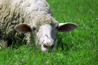 Sheep clipart