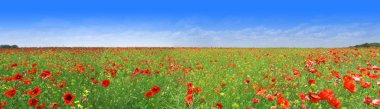 Poppy meadow clipart