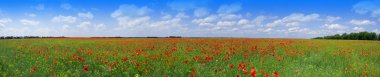 Poppy field clipart