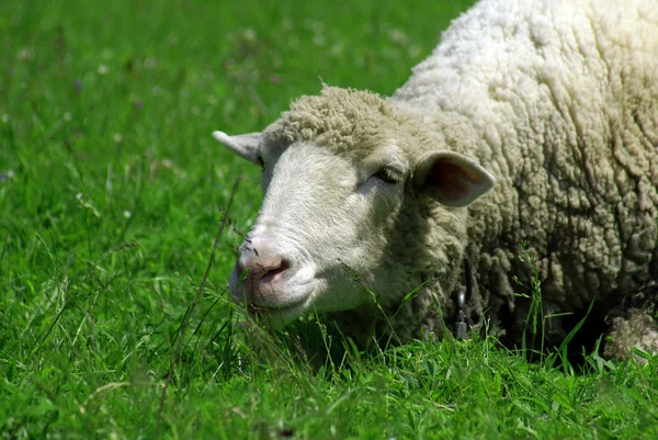 stock image Sheep