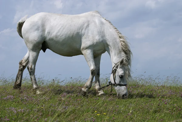 Stock image White horse