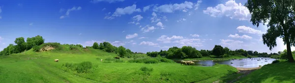 Панорама с овцами — стоковое фото