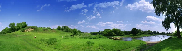 Panorama con ovejas — Foto de Stock