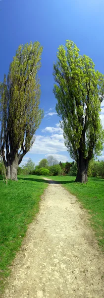 Панорама с дорогой, деревьями и красивым голубым небом — стоковое фото