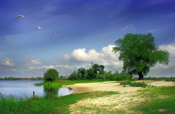 stock image Lake coast with tree and nice blue sky