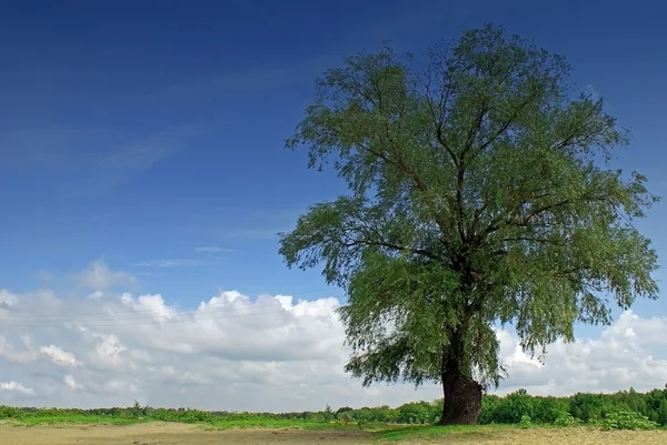 Tree and nice blue sky — Stock Photo, Image
