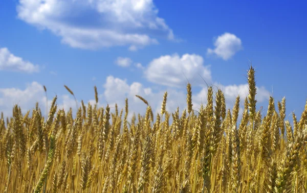 Hojas de trigo amarillo contra el cielo azul con nubes — Foto de Stock