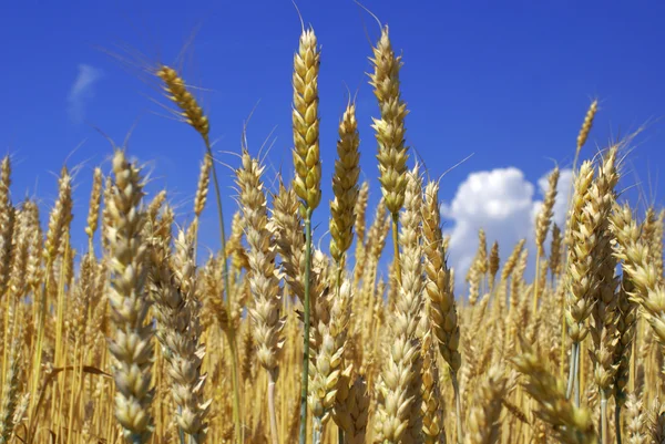 Желтые колосья пшеницы против голубого неба с облаками — стоковое фото