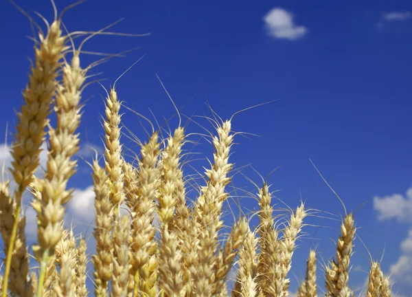 Orelhas de trigo amarelo contra céu azul com nuvens — Fotografia de Stock