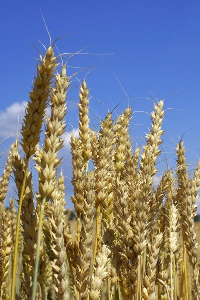 Желтые колосья пшеницы против голубого неба с облаками — стоковое фото