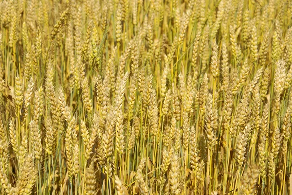 Bom padrão de orelhas de trigo amarelo — Fotografia de Stock