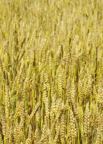 Pěkné žluté pšenice uši vzor — Stock fotografie