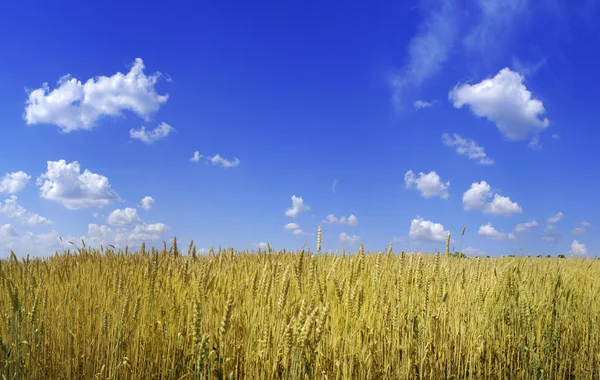 Gelbe Weizenähren und blauer Himmel mit Wolkenpanorama — Stockfoto