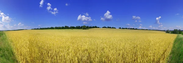 Желтые колосья пшеницы и голубое небо с панорамой облаков — стоковое фото