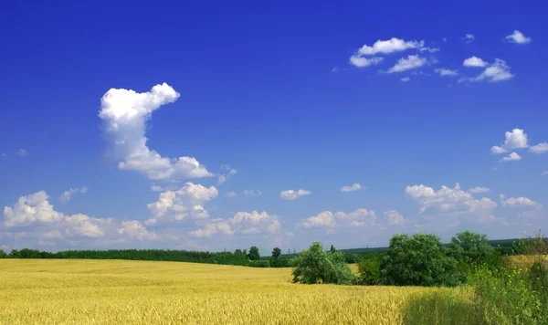 Желтые колосья пшеницы и голубое небо с панорамой облаков — стоковое фото