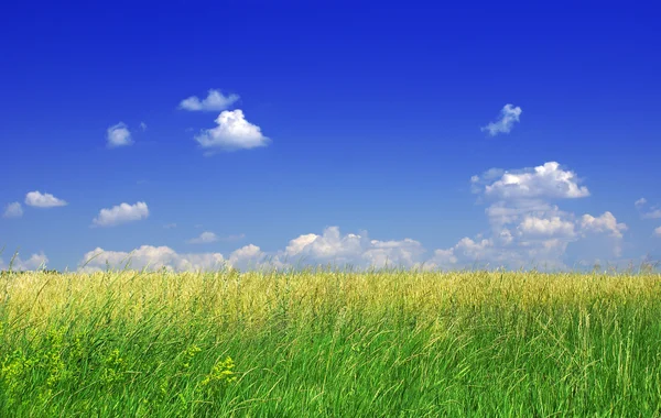 Zielona trawa i błękitne niebo z chmurami — Zdjęcie stockowe