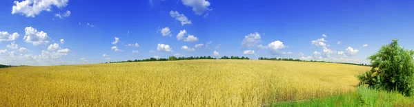 黄小麦和蓝蓝的天空全景 — 图库照片