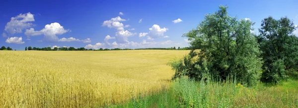 黄小麦和蓝蓝的天空全景 — 图库照片