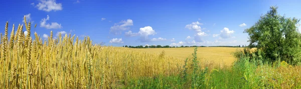 Trigo amarelo e céu azul panorama — Fotografia de Stock
