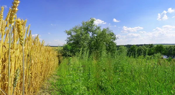 Sarı buğday ve mavi gökyüzü panorama — Stok fotoğraf