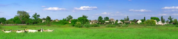 Trevlig grönområde panorama med get flock Stockbild