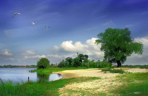 Sjön kusten med träd och fin blå himmel Royaltyfria Stockbilder