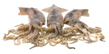 Squids clipart