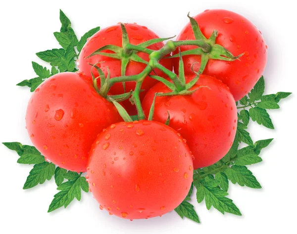 Tomatoes with leaves — Stock Photo, Image