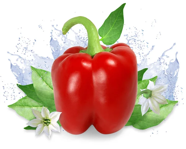 Red pepper with water splashes — Stock Photo, Image