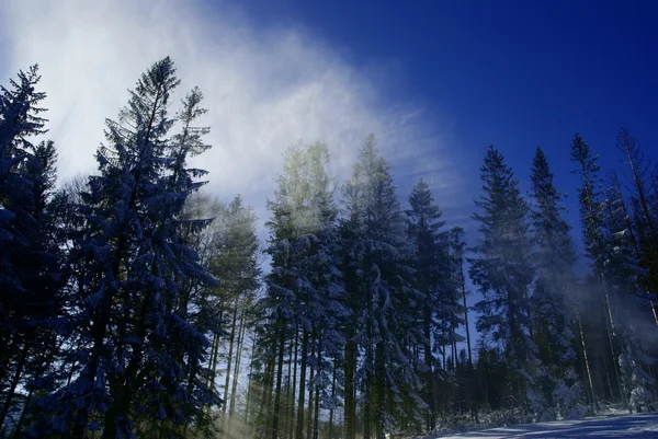 Sunbeam in forest at winter — Stock Photo, Image