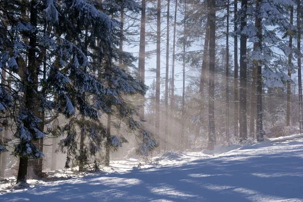 Sonnenstrahl im Wald im Winter — Stockfoto