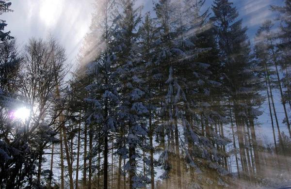 Sunbeam in bos op winter — Stockfoto