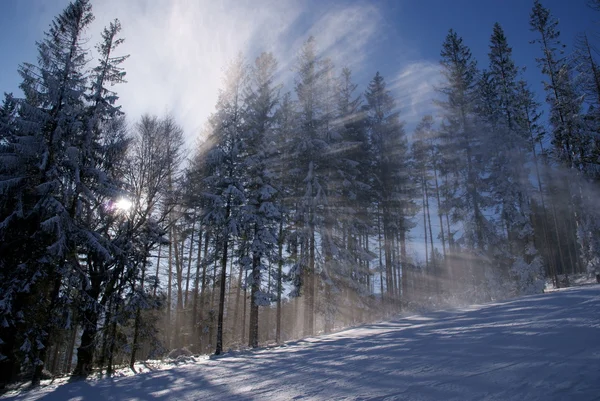 Sunbeam i skogen på vintern — Stockfoto