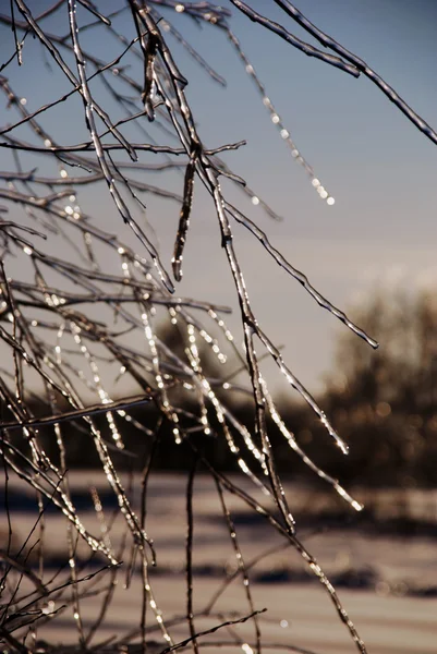 Branche congelée — Photo