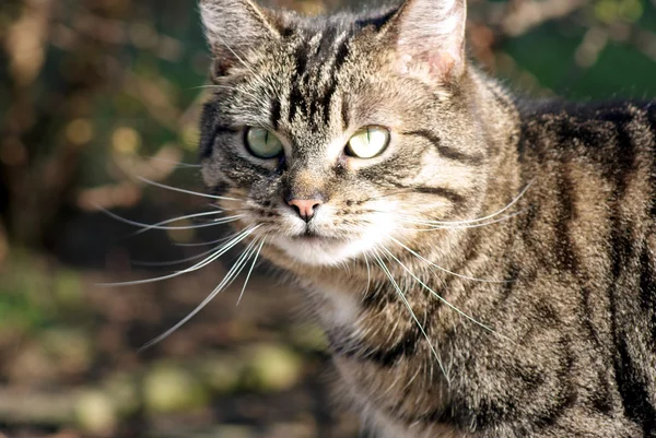 stock image Tabby cat