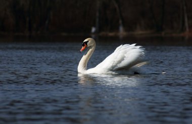 Kuğu.