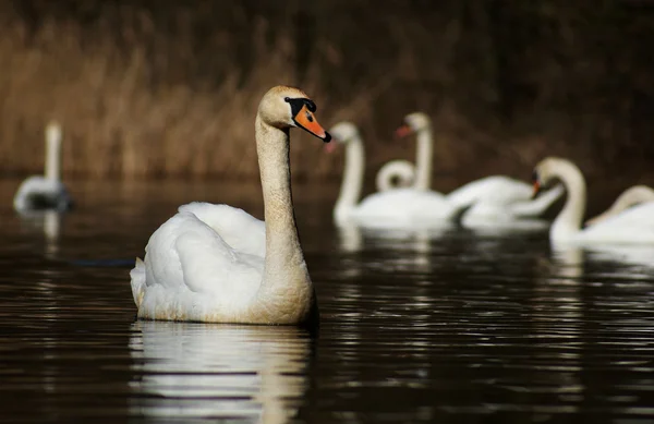 Zwaan — Stockfoto