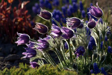 Pasque flower clipart