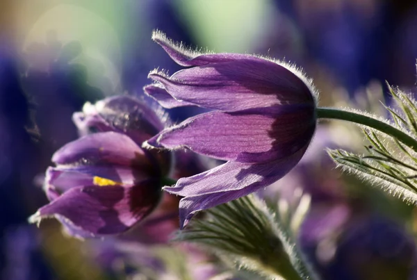 Pasque λουλούδι — Φωτογραφία Αρχείου