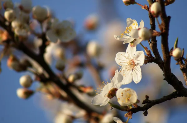 stock image Flower