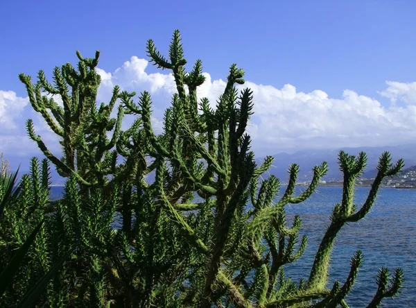 stock image Cactus