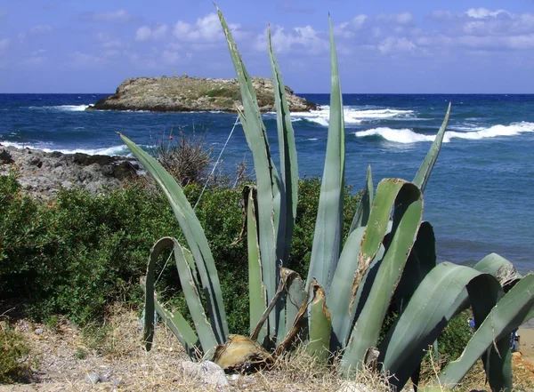 Cactus au bord de la mer — Photo