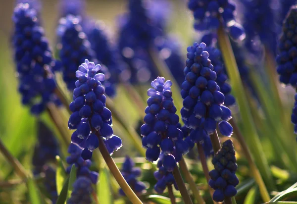 stock image Flower