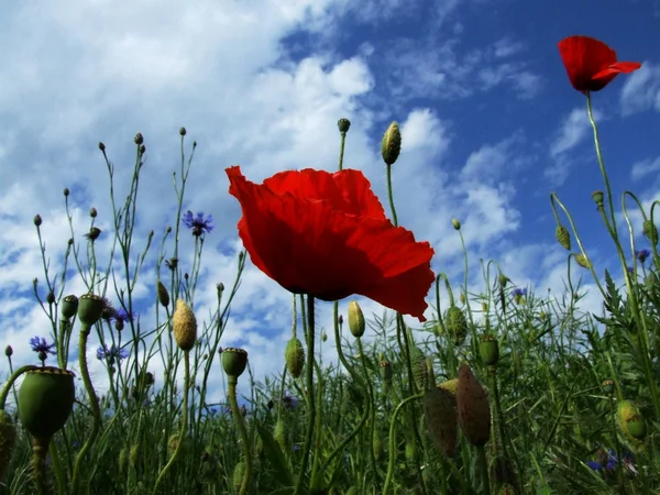 Flower, poppy — Stock Photo, Image