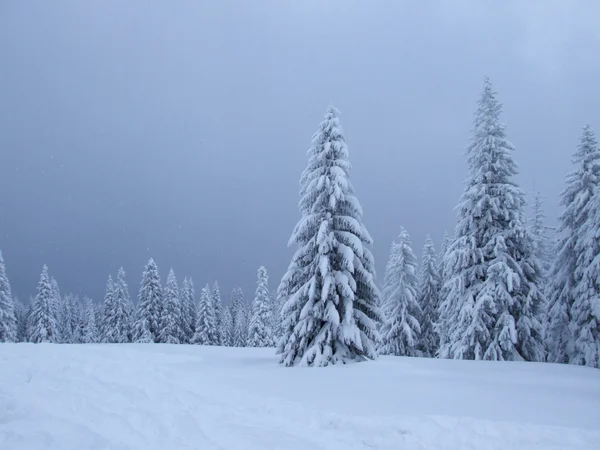 stock image Spruce at winter