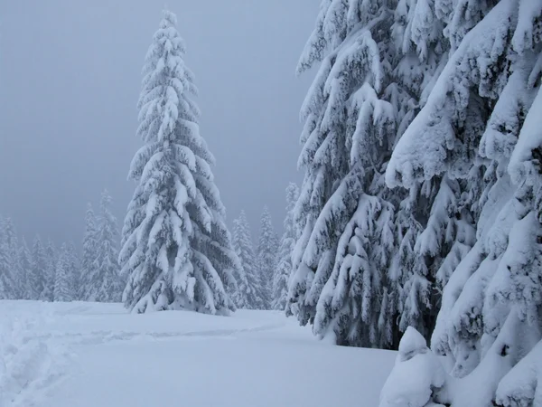 stock image Spruce at winter