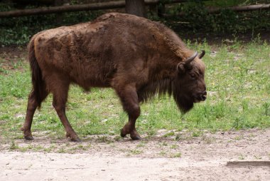 Wisent