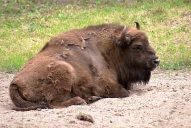 Wisent